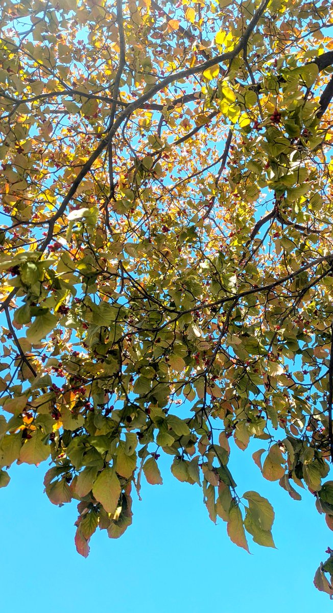 mada_fantasy's tweet photo. 秋の朝、ひんやりした空気と青空が好き🍂
#空が好き https://t.co/tin1WS8y4Y