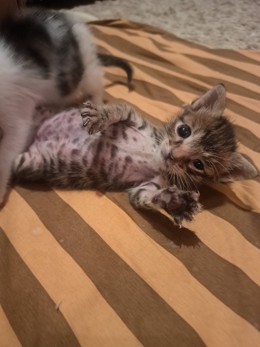 seniariyorken's tweet photo. Merhabalar,
Sokakta bulduğum, 4-5 haftadır annesiz büyütmeye çalıştığım bu yavrucuğun doğuştan göğüs kemiği içe doğruymuş.
İstanbul'da bu konuda danışabileceğim deneyimli veteriner önerisi olan ya da bu anomaliyi tecrübe eden varsa desteğinize talibim 🙏🥹 https://t.co/h0BTAqgvVu