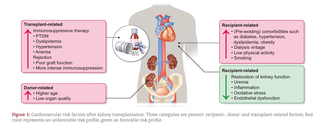 NDTsocial's tweet photo. New kidneys, old risks: cardiovascular challenges after transplantation

https://t.co/hIsEyCdBnW https://t.co/cS9aUSJtMC