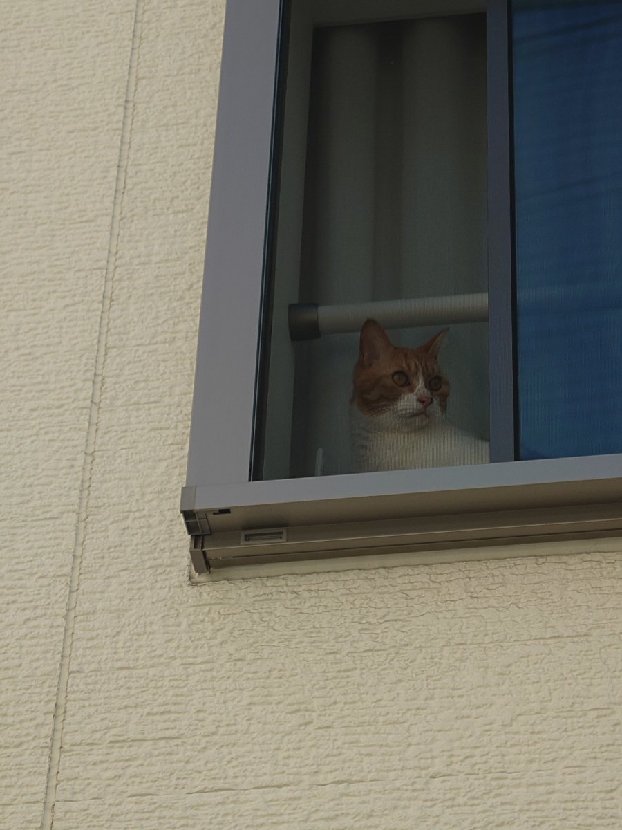 ichi0_twit's tweet photo. ねこちやん https://t.co/mEqWnKw28U