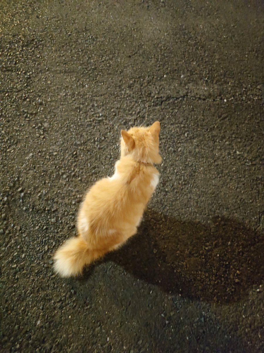 ichi0_twit's tweet photo. ねこちやん https://t.co/mEqWnKw28U