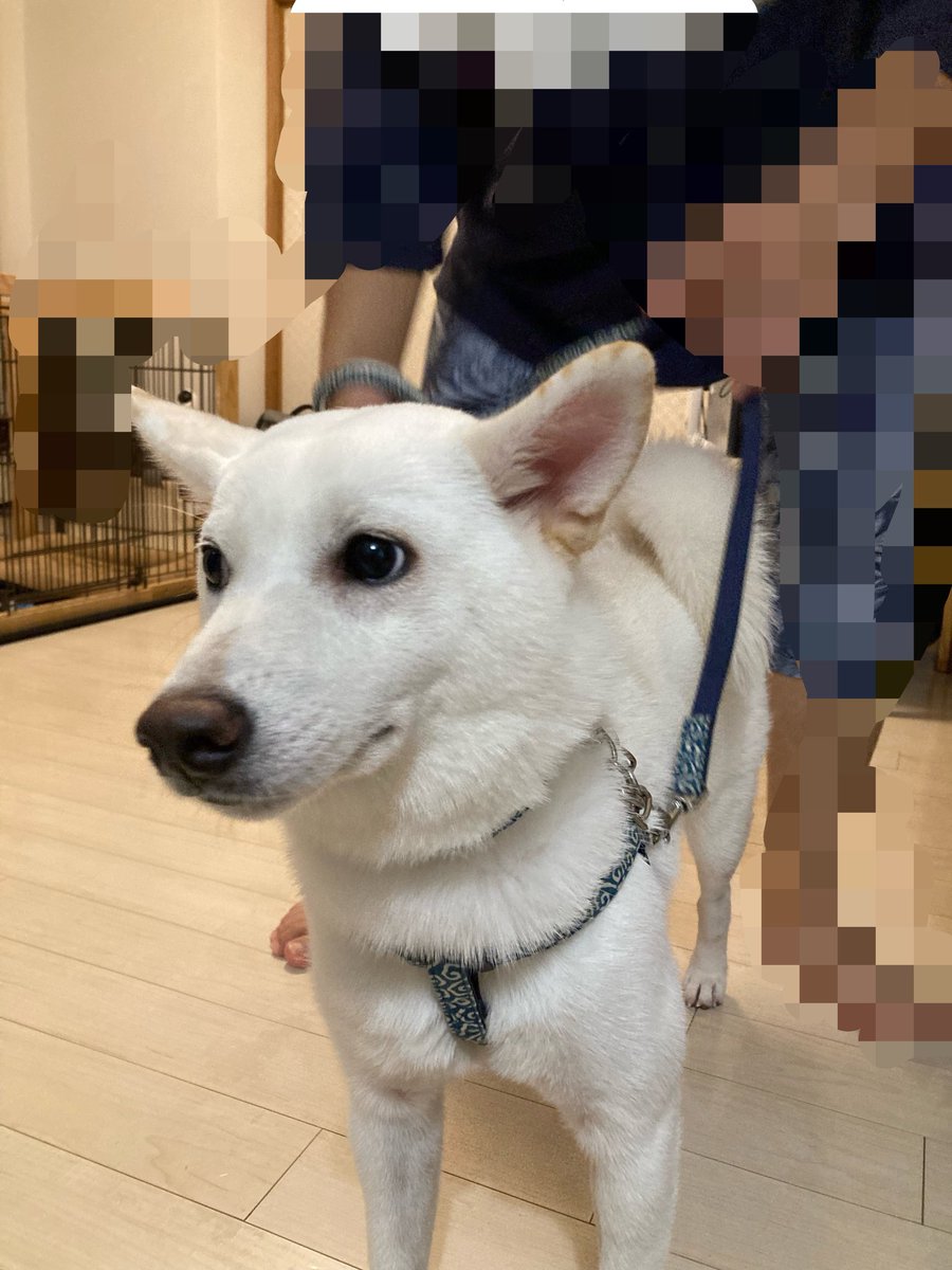 solic3636's tweet photo. うちの旭はお散歩は大好きなのにリードハーネスがやっぱり嫌なのか、
お散歩行く前に、付けられた時は変な顔で1歩も動かなくなります。

初めて靴履かされた時みたいな顔w

 #柴犬 #白柴 #犬好き #柴犬好き #犬のいる生活 #お散歩 #散歩 https://t.co/rSnruO0G2X