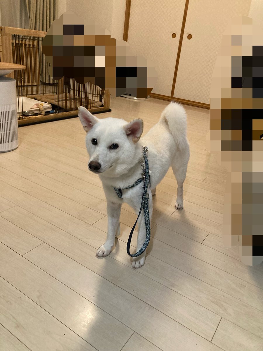 solic3636's tweet photo. うちの旭はお散歩は大好きなのにリードハーネスがやっぱり嫌なのか、
お散歩行く前に、付けられた時は変な顔で1歩も動かなくなります。

初めて靴履かされた時みたいな顔w

 #柴犬 #白柴 #犬好き #柴犬好き #犬のいる生活 #お散歩 #散歩 https://t.co/rSnruO0G2X