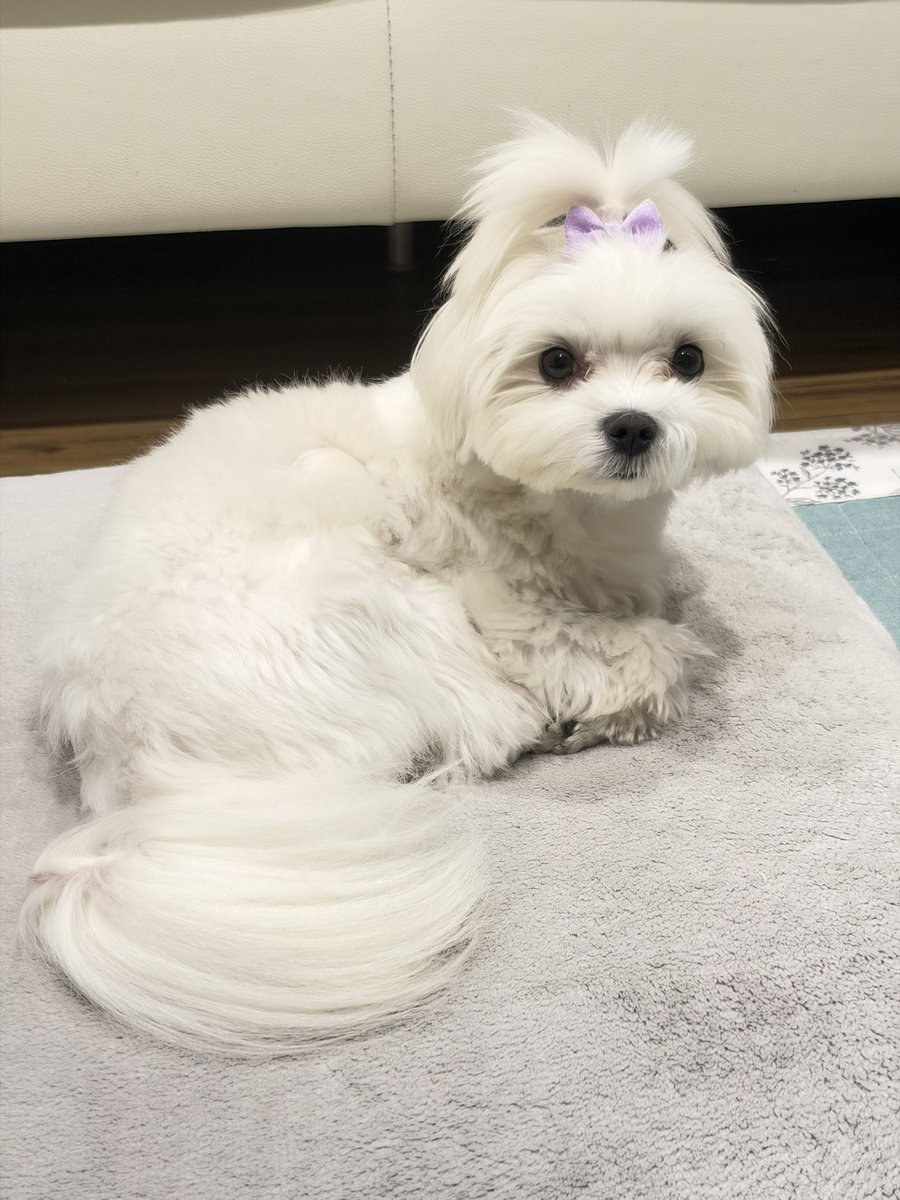 momotaro2024828's tweet photo. ただいま〜🐕 https://t.co/1DyvaTSjkJ