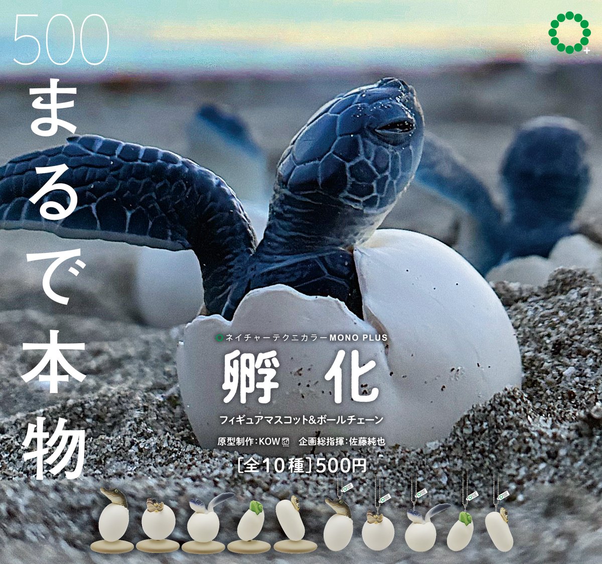 NTC_ikimon's tweet photo. 本日10月8日（木）より新アイテム、NTC MONO+「孵化 フィギュアマスコット＆ボールチェーン」が順次発売開始となります。
様々ないきものが「孵化」する瞬間をネイチャーテクニカラーならではの「まるで本物」のようなクオリティでフィギュア化しました。

ラインナップは

・ニシヘルマンリクガメ
・アオウミガメ
・イリエワニ
・エボシカメレオン
・ヤマカガシ

となり、それぞれ台座仕様とボールチェーン仕様をあわせると全10種のラインナップとなります。

店頭での目印となるディスプレイポップは全部で6種ありまして、一度に全てを貼れないので続きのポストにぶら下げます。
「まるで本物」のキャッチコピーとともに、実際の生息環境を模した写真を（編集長が苦労して）撮り下ろしております。
どのディスプレイポップに出会えるか、楽しみに探してみてください。

順次発売なので、本日の時点で店頭に出ているところは限られます。明日以降、関東近郊を中心に各地に入荷していきます。
この後「掲載許諾を得た商品設置店のみ」を掲載したリストをアップします（広報2号）