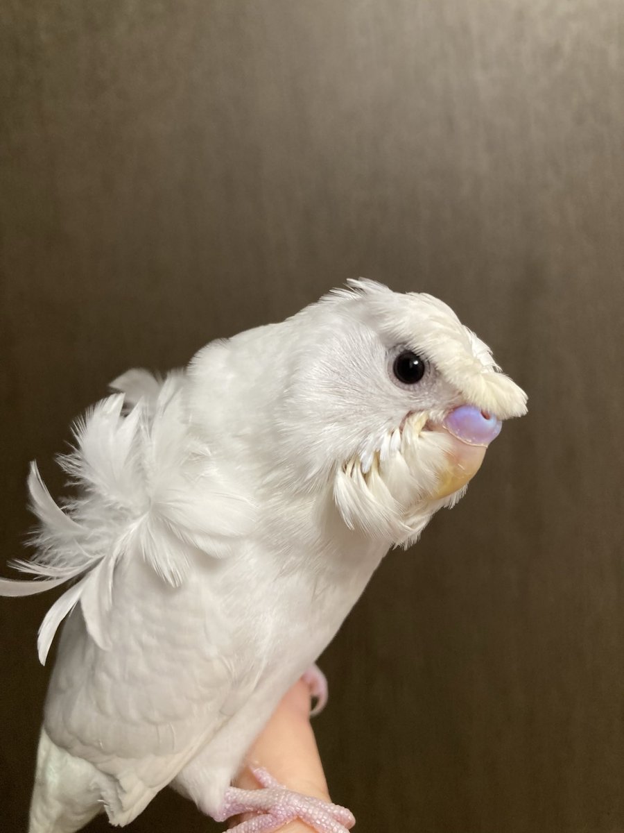 solic3636's tweet photo. うちゅくちいわー

天使ちゃんだね

つむじが禿げてきたのは内緒

 #鳥 #鳥好き #セキセイインコ #羽衣インコ  #鳥のいる生活 https://t.co/XBwudNhFov