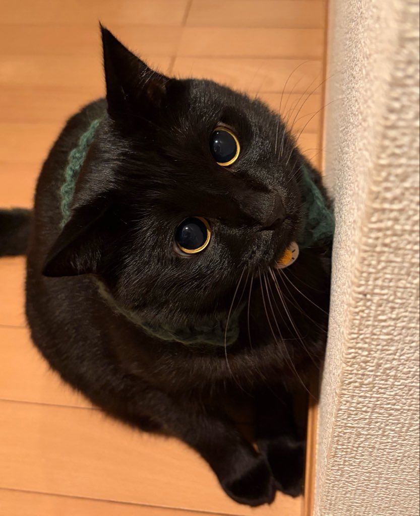uni_kuroneko's tweet photo. もふっ。

#黒猫 https://t.co/12Z3wZ44RW