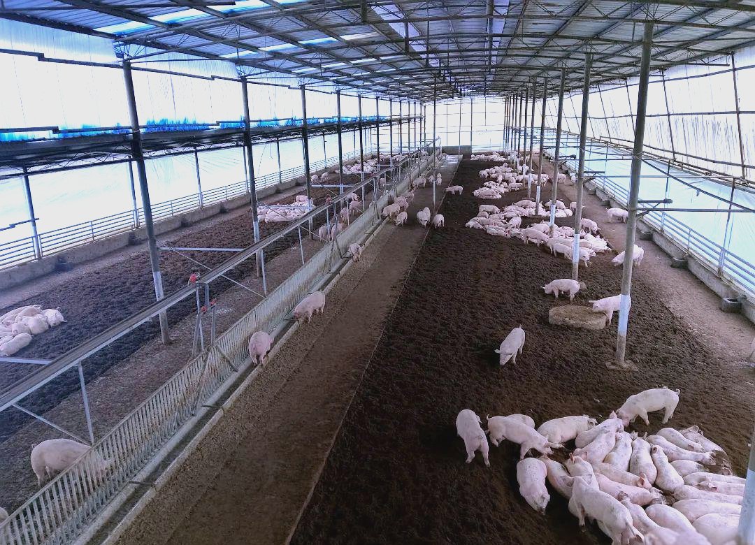 belzirna87408's tweet photo. Feeding pigs, avoiding noisy surroundings, fixing mane issues, and finishing work on time - these small tasks make daily farm life vivid! https://t.co/EHaKJtPeHG