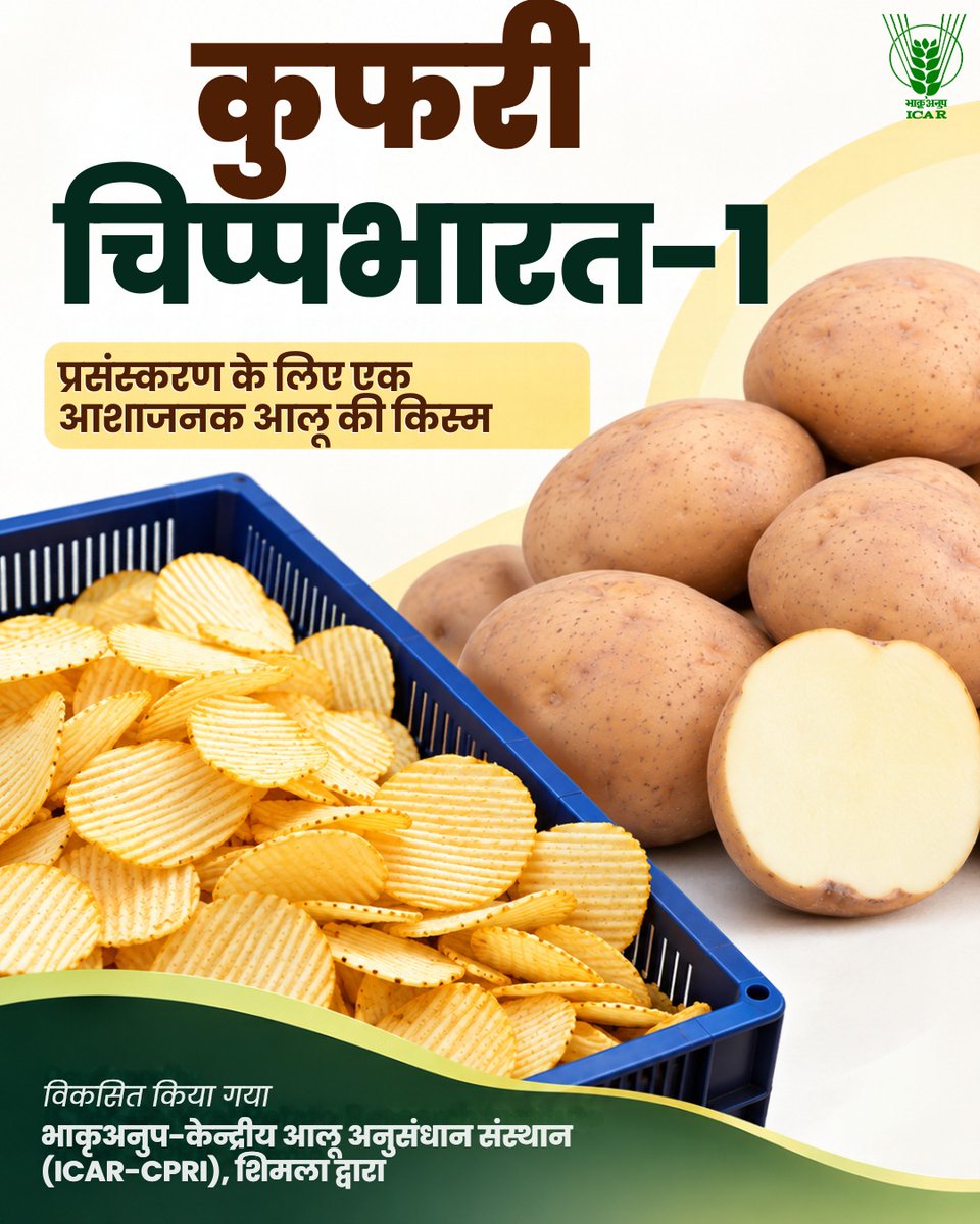 icarindia's tweet photo. कुफरी चिप्पभारत-1—प्रसंस्करण के लिए उपयुक्त आलू की promising किस्म, जो किसानों को बढ़ते आलू-प्रसंस्करण उद्योग से जोड़ते हुए मूल्यवर्धन व नए बाजारों के अवसर खोलती है। #ICAR https://t.co/A48grXNoxg