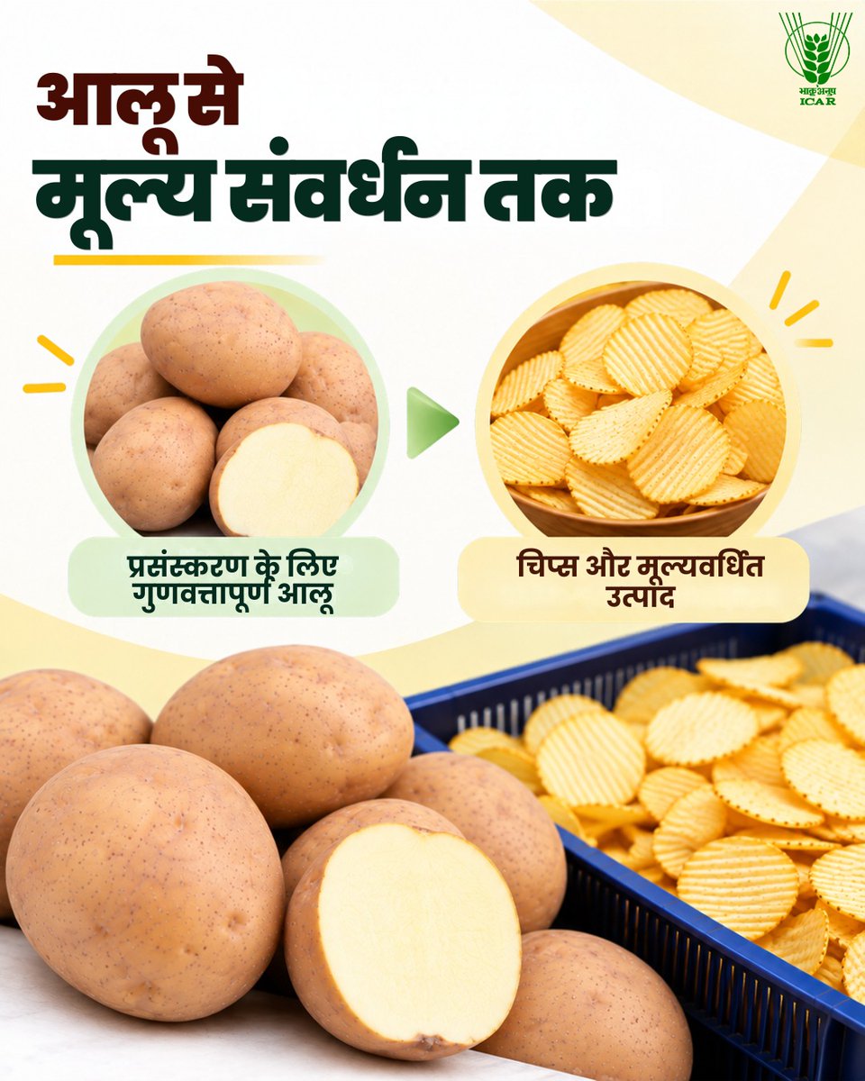 icarindia's tweet photo. कुफरी चिप्पभारत-1—प्रसंस्करण के लिए उपयुक्त आलू की promising किस्म, जो किसानों को बढ़ते आलू-प्रसंस्करण उद्योग से जोड़ते हुए मूल्यवर्धन व नए बाजारों के अवसर खोलती है। #ICAR https://t.co/A48grXNoxg