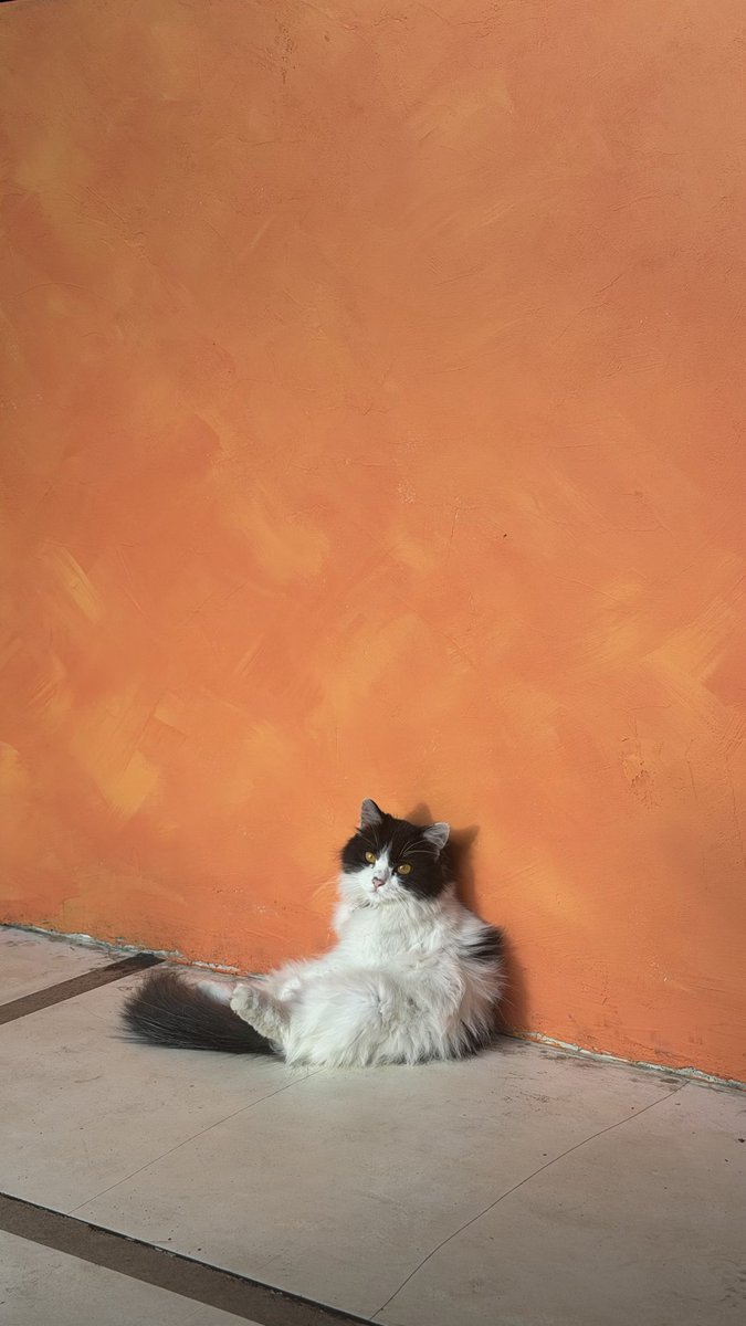 meeswenning's tweet photo. Dicen que Indonesia no te inspira a hacer más dinero.

Que aquí todo es surf, fiesta y conformarse con poco.

Pero si tienes claros tus objetivos, puedes construir tu proyecto desde cualquier parte del mundo.

Indonesia combina un estilo de vida que inspira, buenos sitios para trabajar, salud, naturaleza y personas que se dedican a todo tipo de negocios.

La clave es no venir solo a surfear y salir de fiesta.

Es tener clara tu visión y tomar acción.
