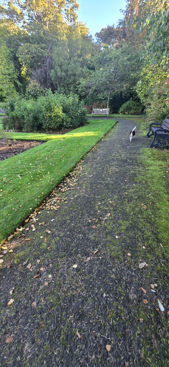 RSpowart27199's tweet photo. Wee walk around the Glen this morning, Sheamus loving the rose garden and chasing those pesky squirrels 🐿
Sometimes forget how lovely and peaceful The Glen is...
#Dunfermline 
#theglen
#sheamusthedug https://t.co/1wdNTbreL8