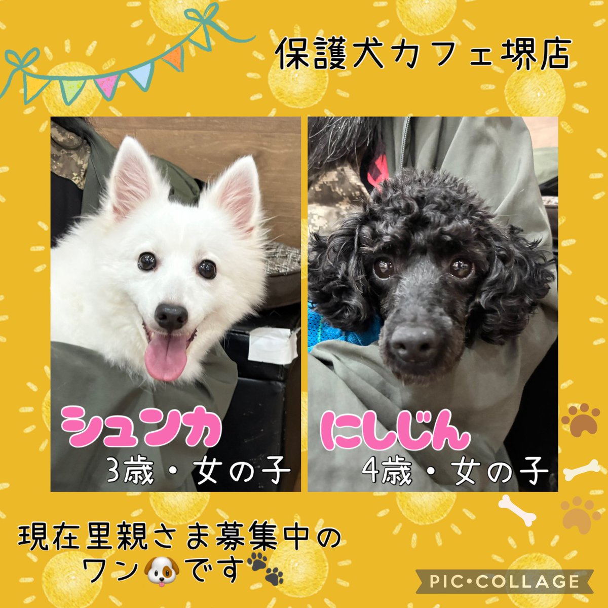 hogokensakai's tweet photo. 🐶現在の里親募集メンバーです🐶

※ふれあいの方は
土日祝日90分制
平日フリータイム制
(満席時は90分制にご協力下さい🙇🏻‍♀️)

※問い合わせはお電話でお願いします🤙

#保護犬カフェ堺店
📮大阪府堺市北区東雲東町3-6-20
🚃JR堺市駅から徒歩8分
☎️072-230-4800
⏰12時～20時
#譲渡会 #保護犬 #里親募集 https://t.co/7HYDWwb9pR