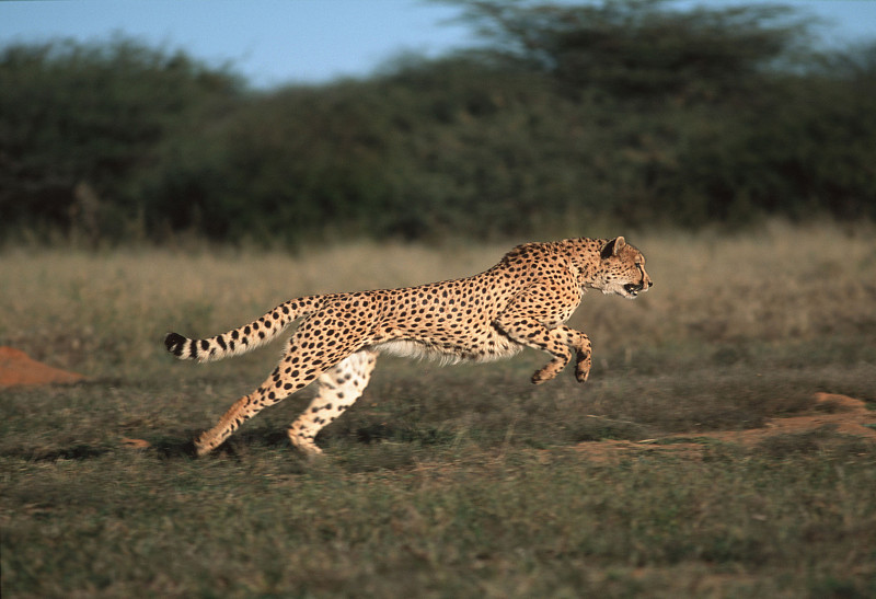 Jirapor06940944's tweet photo. In the bamboo thicket, a sleek cheetah confidently held its ground before leaping forward. https://t.co/doopYUEFiZ