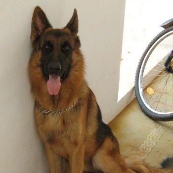 AryavratRules's tweet photo. My dog will get more likes than Khujliwal's dog.. https://t.co/lLwW9Z7ySa