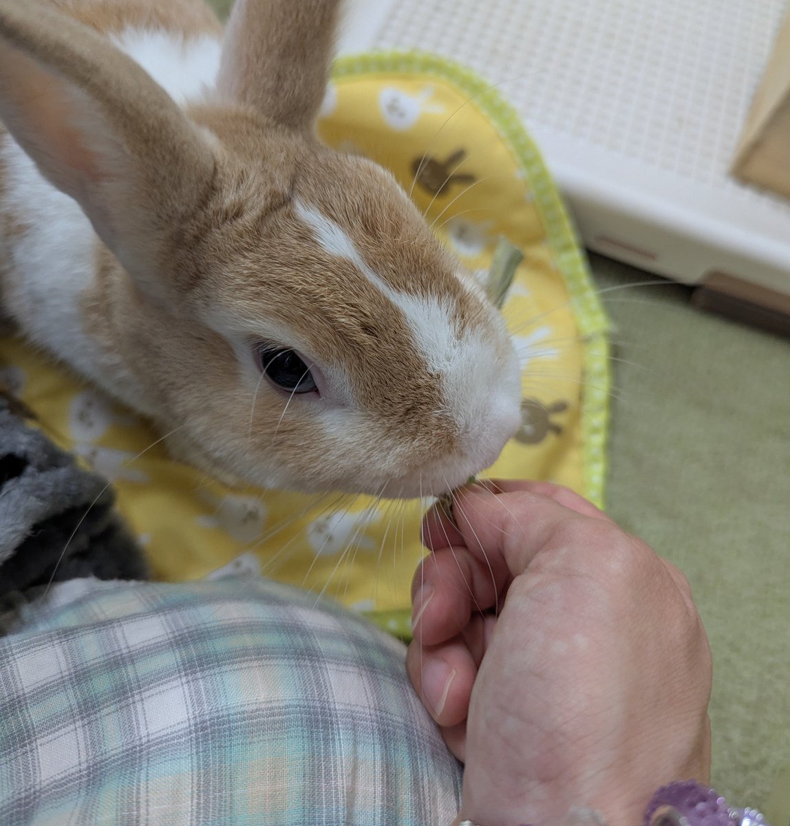 amethyst_bun's tweet photo. こんばんは https://t.co/r7HliB5khk