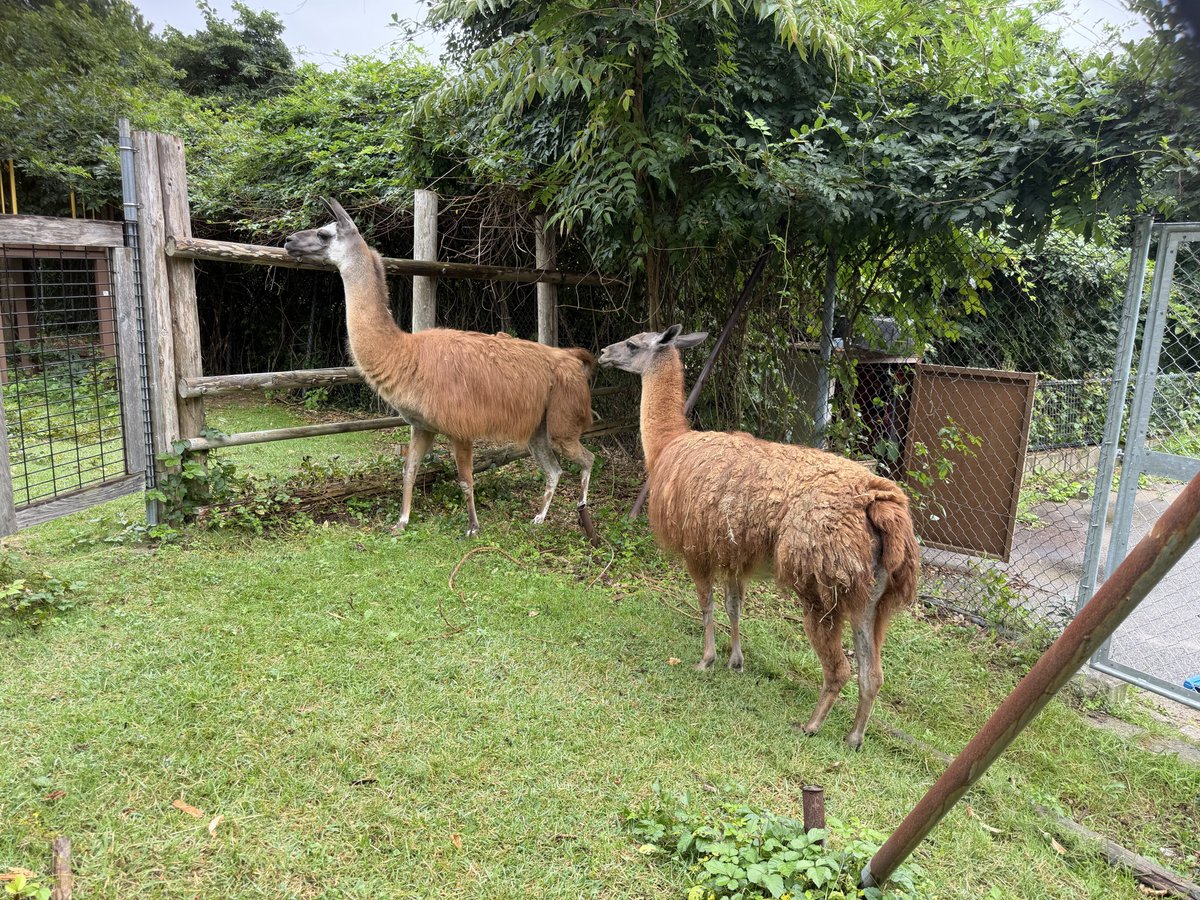 namakemofmof's tweet photo. おっ！アルパ……
🦙「ラマですが何か？」
失礼いたしました🤣

Sep. 2026

#ラマ
#大森山動物園 https://t.co/LDMSU0EmI4
