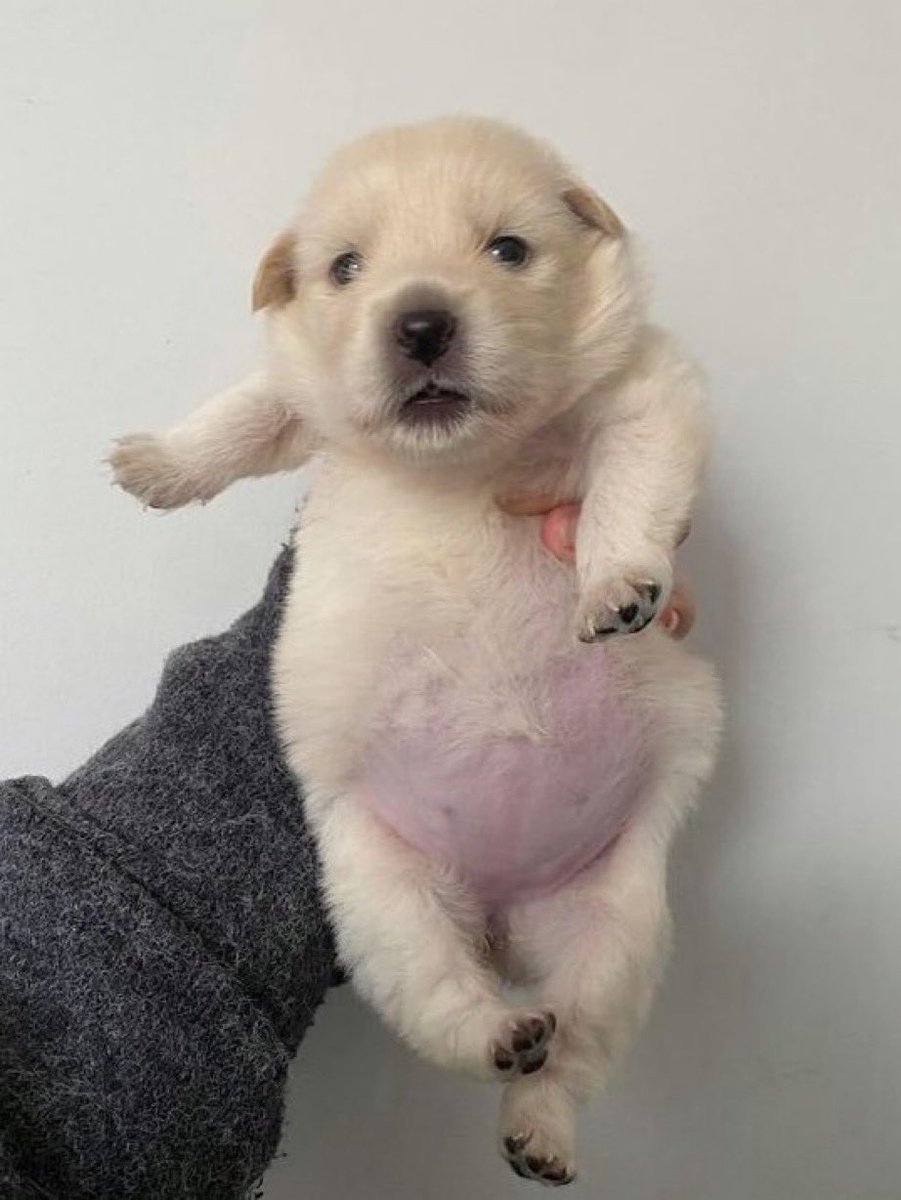 bbbhyunn's tweet photo. 🐶 : ป่อยชั้นลงนะ
🐶 : ป่อยชั้นสิ ชั้นจะย่อยข้าว!

อ้วรรรรรรร ลูกหม๋าอ้วรพุนเป่งของแม่ ต้องโดนฟัดพุนก่อนน้ะแบบนิ้ 😭🤲🏻🍼🍼 https://t.co/0VkxJQs8PX