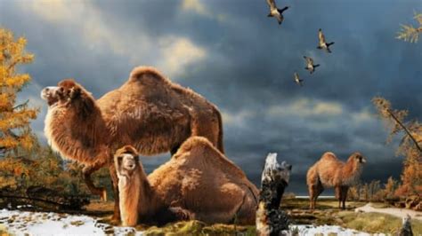 ProfBillMcGuire's tweet photo. #FOTW Daily Post 8

3 million years ago, giant camels roamed temperate High Arctic forests, where there is now frozen tundra. The past reveals just how different a warmer world looks. No speculation needed. it's written in the rocks

Pls share + Tag 2

#FateOfTheWorld #DeepTime https://t.co/cph4G3Mkly
