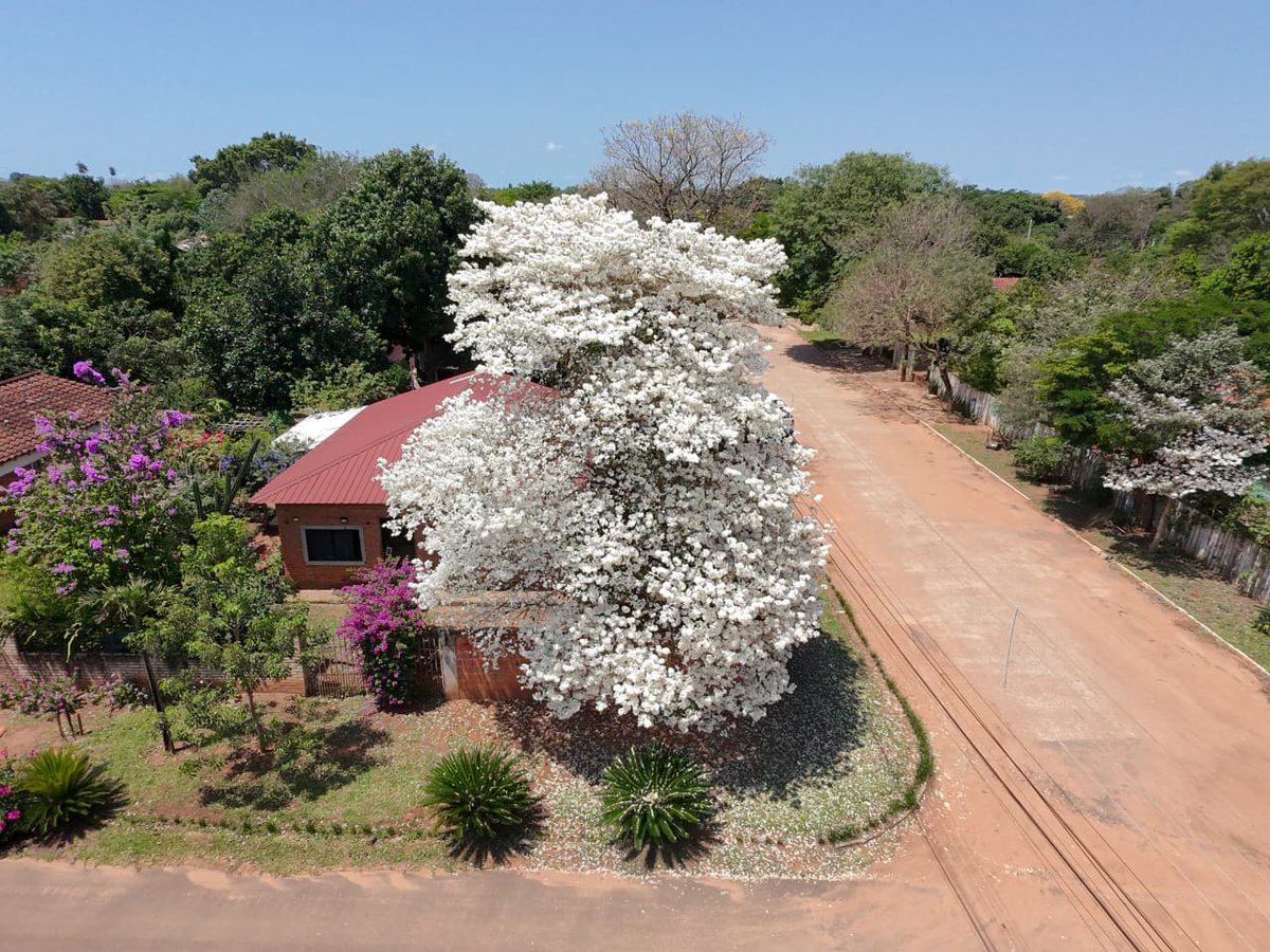 Drunken_Forest's tweet photo. Increíble lapacho blanco (Tabebuia roseo-alba) de Loreto, Concepción. Floreciendo ayer 07/10/26. Fotos de Marta Arce. https://t.co/vpbuJD1MCQ