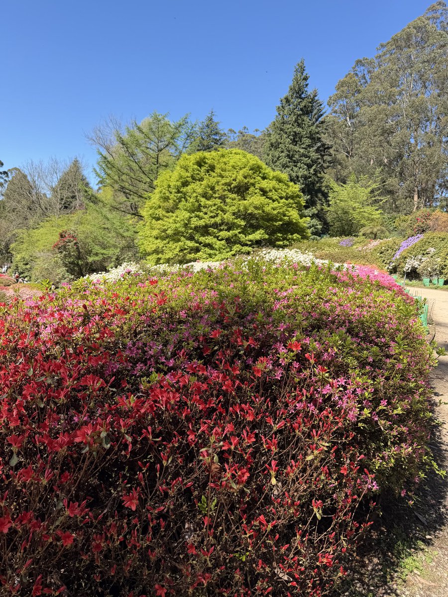 StephenGRyan's tweet photo. Filming at the Mt. Dandenong botanic garden for our YouTube channel today. #asatours #abcradio #mtmacedon #dicksoniarareplants planttrust#thehorticulturalists


 https://t.co/0KGFbq1TWs