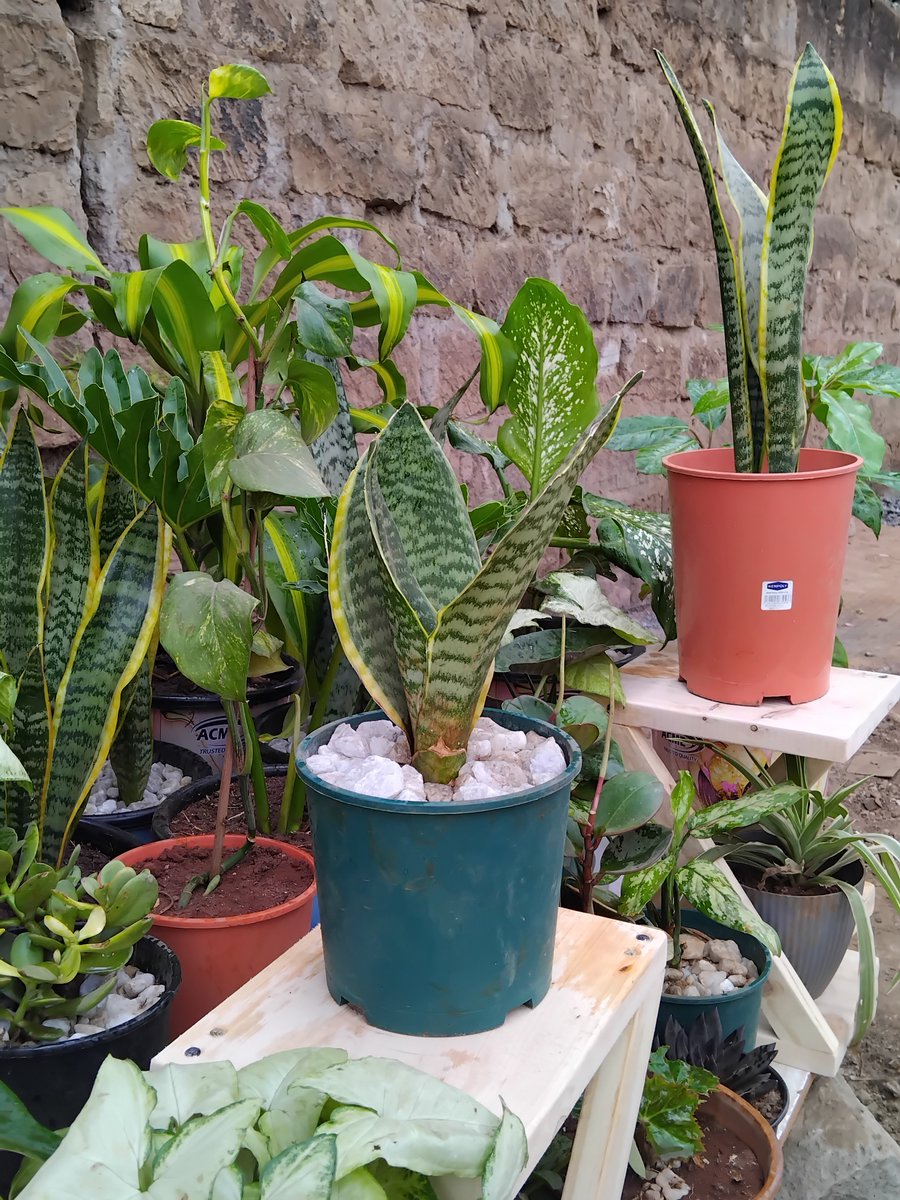 everythngplants's tweet photo. Pedestal 🤭 https://t.co/aZuVfYM7ta