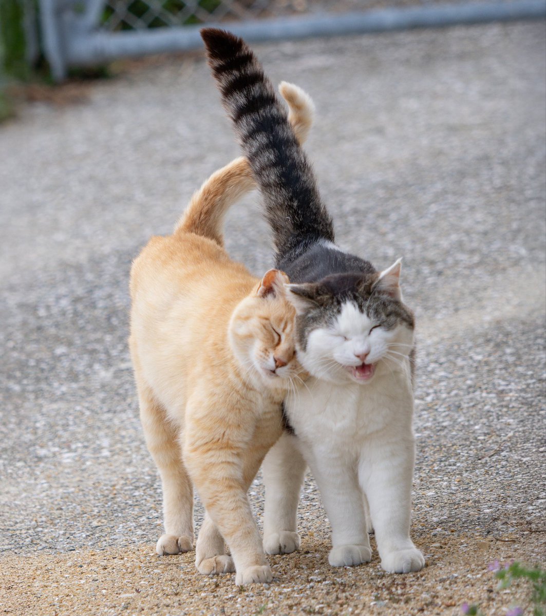 bluebirdjourney's tweet photo. 「気まま猫カレンダー2027」
発売中です！

Amazonはコチラ🐱🐱
https://t.co/F7sMRv87ZI

楽天もやってます！
https://t.co/jvfjOApOVN

東京 神保町のにゃんこ堂（姉川書店）さんでも置いていただいてます！

よかったらチェックしてみてくださいね。😆🐱🙇

#気まま猫カレンダー2027 https://t.co/ArxOGNHDOz