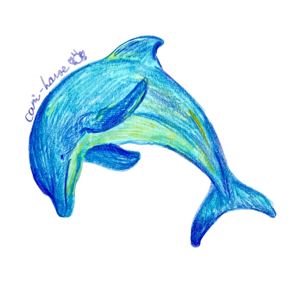 cani_house's tweet photo. #坂東

#スケッチ　#イラスト　#アナ���グイラスト　#illustration  #art  #色鉛筆　#毎日投稿　#ハンドウイルカ　#バンドウイルカ　#海豚　#Tursiopstruncatus  #dolphin  #シグネチャーホイッスル　#器用な寝方　#カバが親戚 https://t.co/tWfKIYmuUx