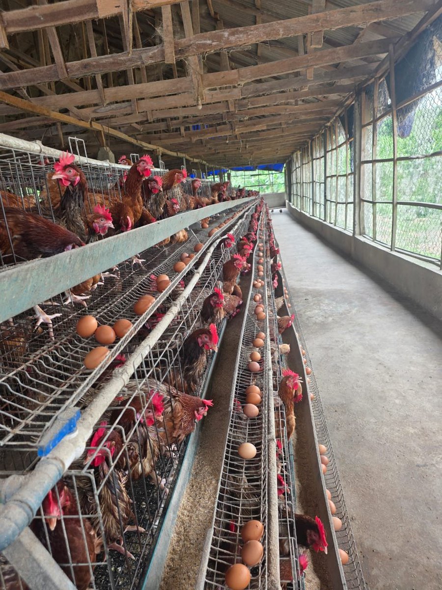 bossolamilekan1's tweet photo. There’s good money in farming, the rewards are high, but so are the risks 💯💯,back to business. https://t.co/4oifUW8Tkd