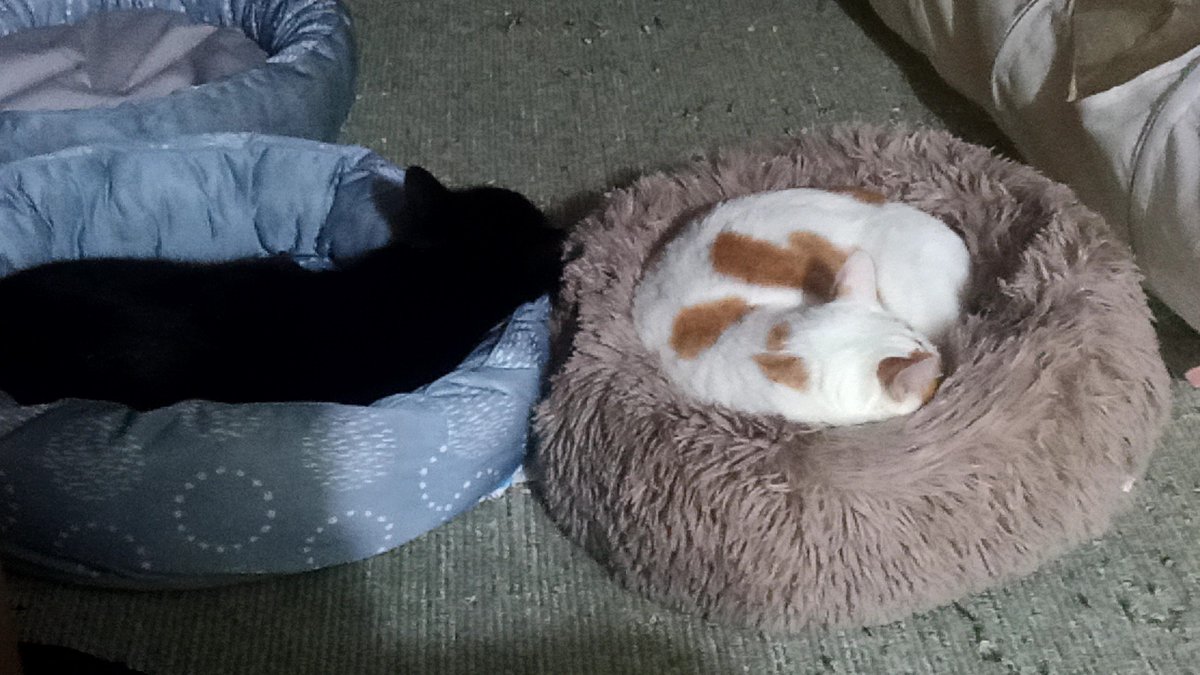 hatochi359's tweet photo. @salja_o0 @ygC3WMeYck45072 猫ﾁｬﾝ https://t.co/312TIYR7Oc