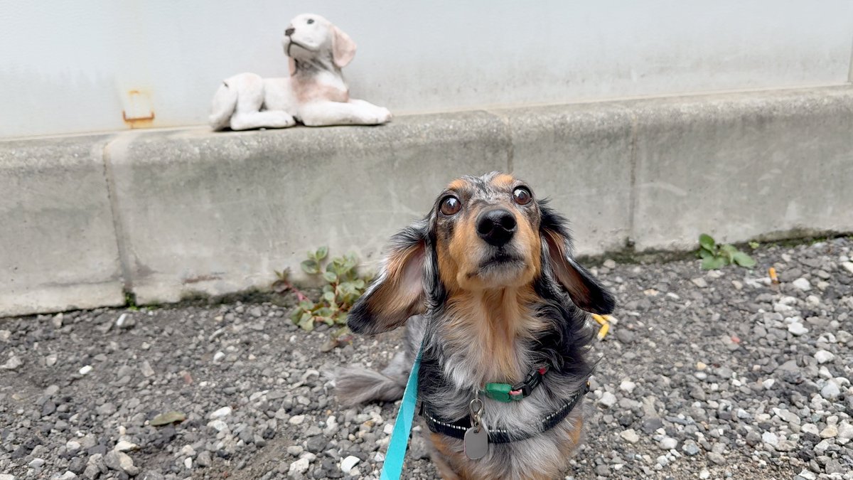 465shimura_dog's tweet photo. 駐車場にずっといるこの犬。
置物なんか投棄なんかいまだになぞ

あ、後ろの犬ね笑　
前の犬は飼ってるよ！
#犬と犬 
#ダックス https://t.co/NHWL4K4Wpz