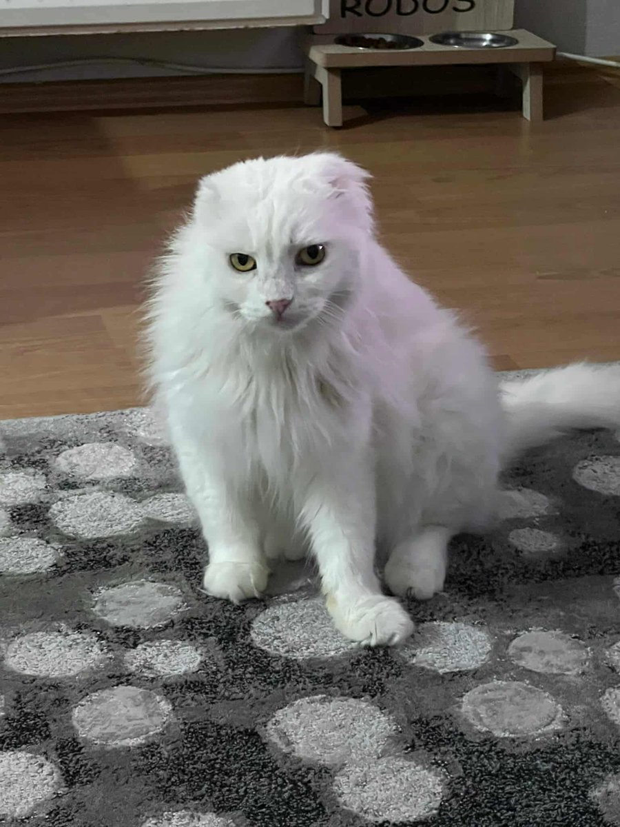 hepadyuva's tweet photo. RODOS
ERKEK
ANKARA KEDİSİ 
BURSA

İLETİŞİM: 0 (533) 577 41 58 

*685*1303

Rodos çok savaşçı, çok güçlü ve savaşmaya da devam eden bir prens. Diabet hastası Rodos'un, kan şekeri oturana kadar 2 ay boyunca çok özel bir bakım görmesi gerekiyor. Sonrasında kan şekeri düzene girdiğinde normal hayatına dönmesi çok mümkün görünüyor. Bu zorlu süreçte geçici ya da kalıcı olarak onun sorumluluğunu alacak ailemize ilaç ve maması desteğimiz olacaktır. 3 yaşında, çipli ve kısır Rodos oğlumuza yuvanızı açmak ister misiniz?🙏🐾. 

*25 yaş altı doldurulan başvuru formları değerlendirmeye alınmayacaktır.  Anlayışınız için teşekkür ederiz. 

*Bir köpeğe/kediye yuva olmak,ciddi bir eylemdir,hem maddi hem manevi ihtiyaçları vardır.Bu sorumluluğunun bilincinde olan ve olduğunu düşünen ailelerimiz bizlere ulaşabilir.

*İlandaki dostumuz Hepad himayesinde olup, başka hesaplardan yapılan gönderilere itibar etmeyiniz. Dostumuzun görsellerinin ve açıklamalarımızın başkaca hesaplarda kullanılmasına muvafakatimiz bulunmamaktadır. 

#HEPAD #satınalmayuvaol #bursa #kediyuvalandırma #ücretsizyuvalandırma  ankarakedisi ankarakedisahiplenme

                https://t.co/r9JC1fgpoe