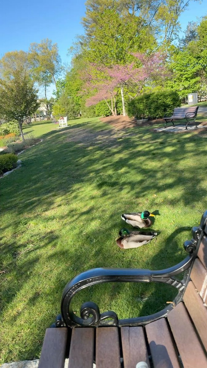Tommnebel's tweet photo. How my backyards looks https://t.co/3op7iJW4qC
