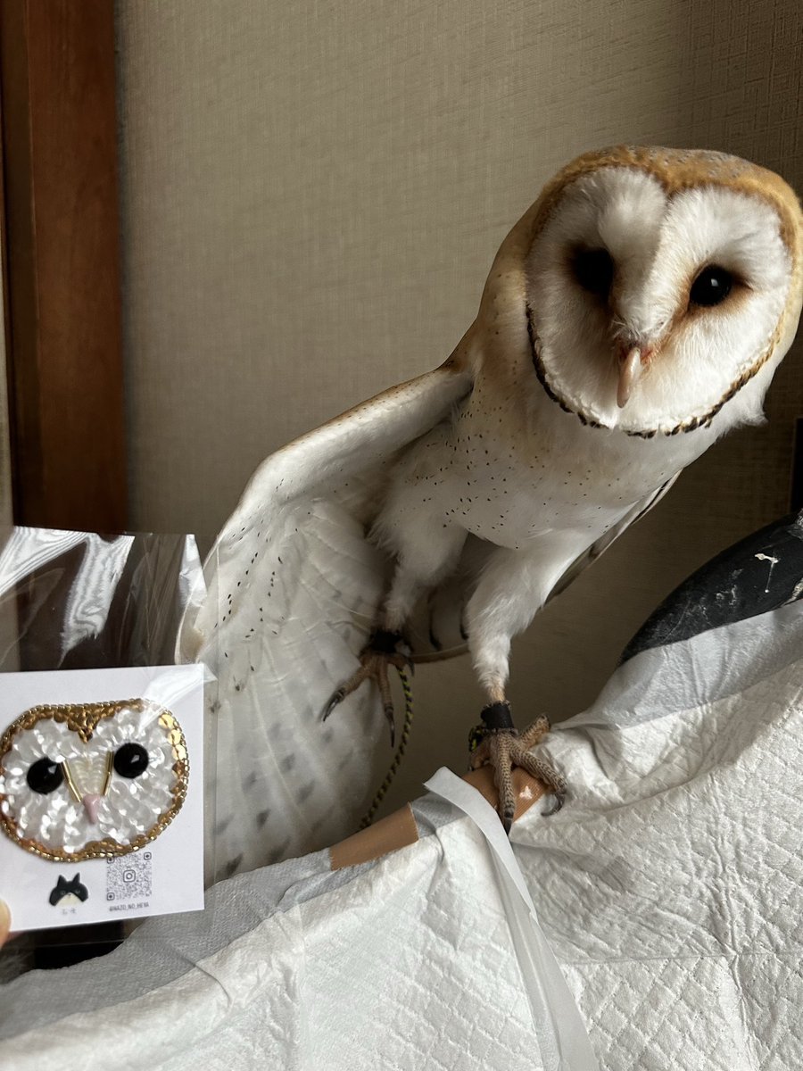 RX7MAZDA8301's tweet photo. #ことりバザール
 ことりグッズ(主にフクロウ🦉)を求めてサイボクのことりバザール初日へ☺️
事前の設営完了動画で狙っていたなぞさんのメンフクロウ🦉ブローチ。
着くのがオープンギリギリの時間になってしまって焦った💦けど、無事に買えました~👏 https://t.co/vTtTrh1Rui