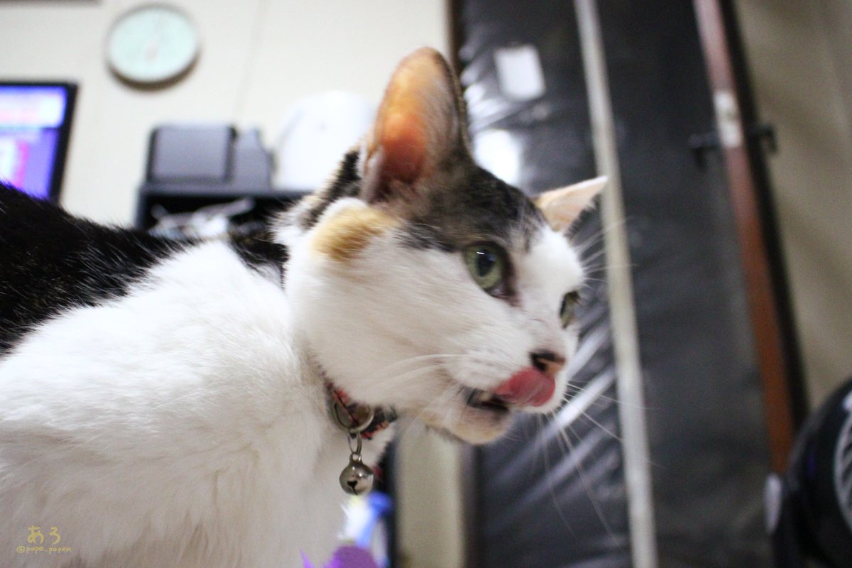 pope_popen's tweet photo. ご飯かにゃ🐱

#猫 #三毛猫 https://t.co/nbkGl87lCW