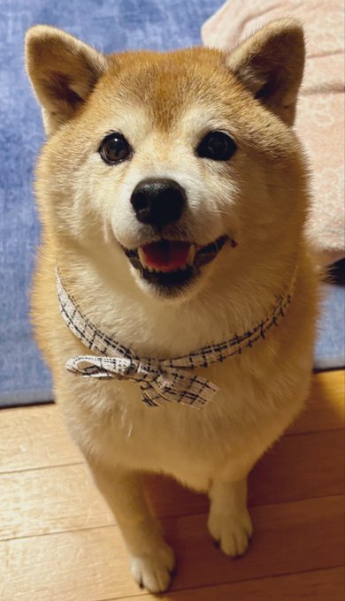 A smiling Shiba Inu dog wearing a light plaid bow tie stands indoors on a wooden floor, facing the camera. The accompanying post jokes that it’s time for a down comforter, matching the cozy indoor setting; no other readable text is visible.