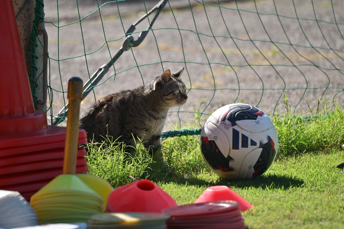 ehime_fc's tweet photo. 新加入（？）にゃんこ🐈‍⬛のポジションですが…

ご本猫はどうやら芝刈り機がお気に入りのようで、芝管理をご希望なのかなと思っていたのですが…（1枚目）

目の前にボールが転がってくると一目散にくらいつき、ボールを追いかける様子を見ていると、どうやらFW適性があるのでは…！？（2・3枚目）

しかし、#上杉哲平 GKコーチからも熱い視線が注がれており…GKのオファーが来るのも時間の問題なのか…！？（4枚目）

※まずは、安心安全なお家でぬくぬくと過ごしてもらうことが1番ですね🥹

#ehimefc #愛媛FC 🐾