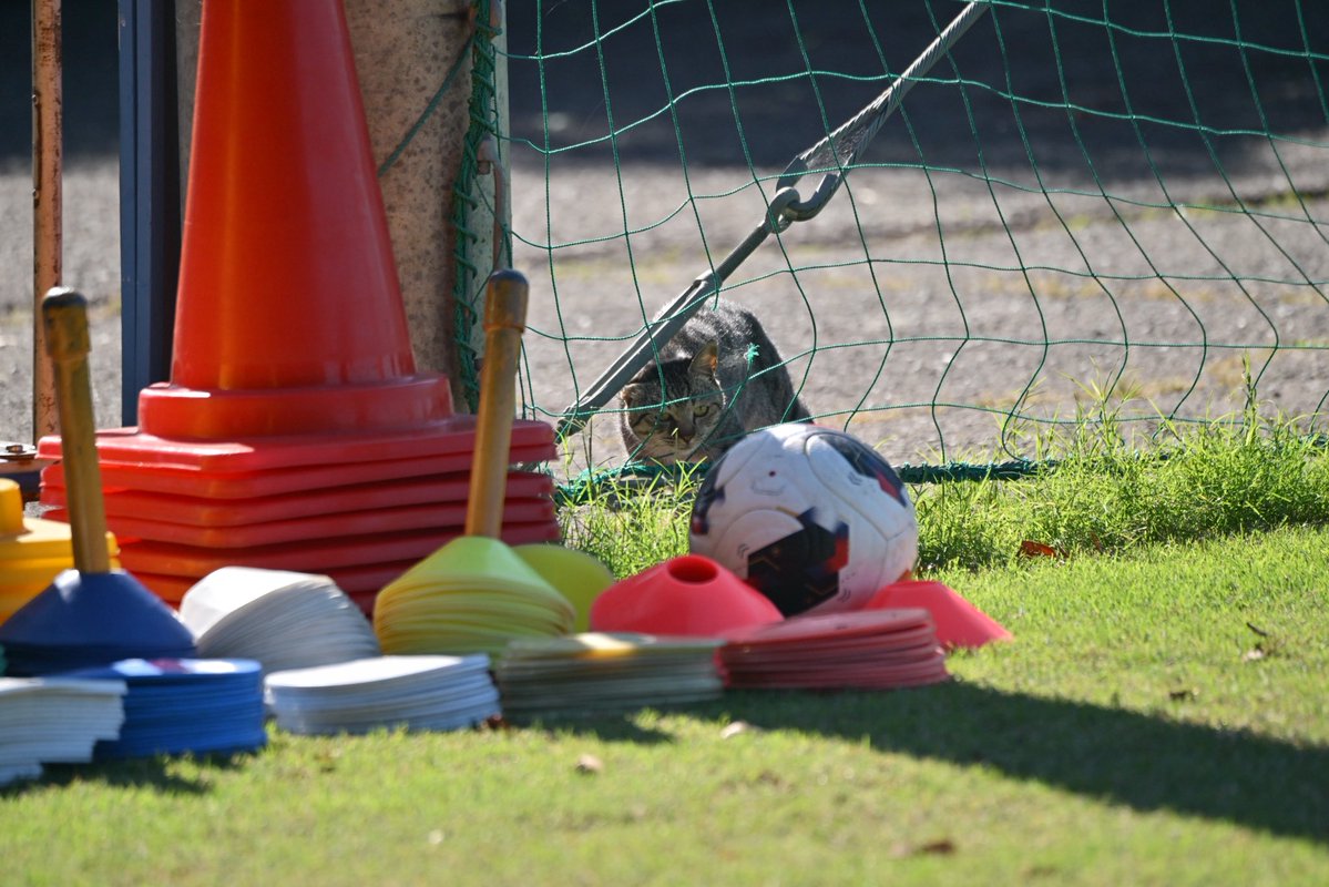 ehime_fc's tweet photo. 新加入（？）にゃんこ🐈‍⬛のポジションですが…

ご本猫はどうやら芝刈り機がお気に入りのようで、芝管理をご希望なのかなと思っていたのですが…（1枚目）

目の前にボールが転がってくると一目散にくらいつき、ボールを追いかける様子を見ていると、どうやらFW適性があるのでは…！？（2・3枚目）

しかし、#上杉哲平 GKコーチからも熱い視線が注がれており…GKのオファーが来るのも時間の問題なのか…！？（4枚目）

※まずは、安心安全なお家でぬくぬくと過ごしてもらうことが1番ですね🥹

#ehimefc #愛媛FC 🐾