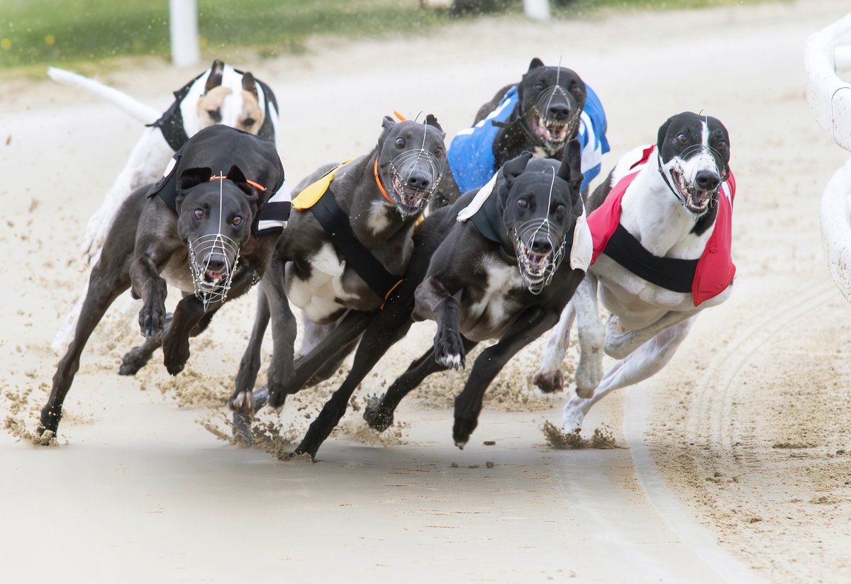 RPWeekender's tweet photo. 🐾 "It's a frightening thought that he is going to have blown away a majority of the cobwebs and strip even fitter."

Greyhound judge @TBullenDogs has four tips for Saturday's action at Central Park and Star Pelaw inside this week's @RPWeekender - don't miss them! https://t.co/jwVdhRIsZI