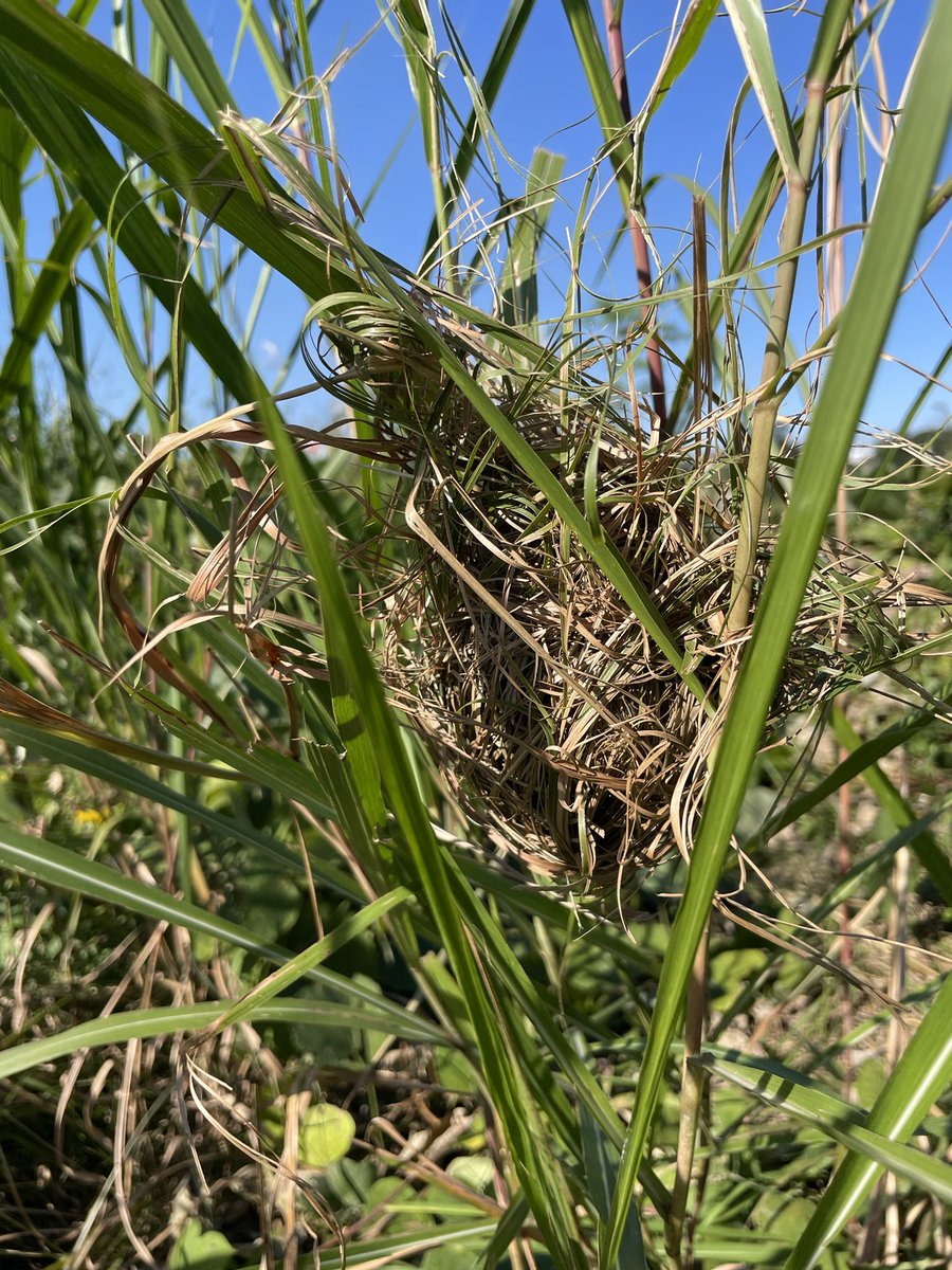 realkancho's tweet photo. これってカヤネズミの巣かなぁ❔埼玉県内の荒川河川敷にて。 https://t.co/uULid6EXL0