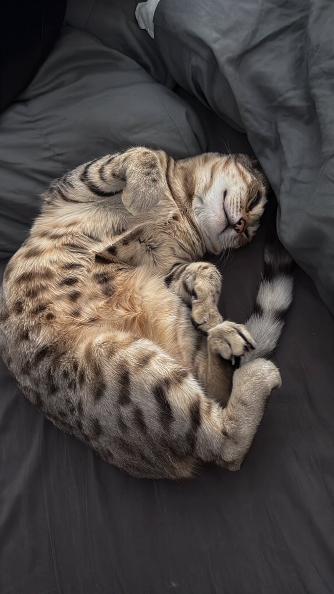 userichtofen's tweet photo. J’ai jurer j’ai le plus beau chat https://t.co/YjTQZWqhlf