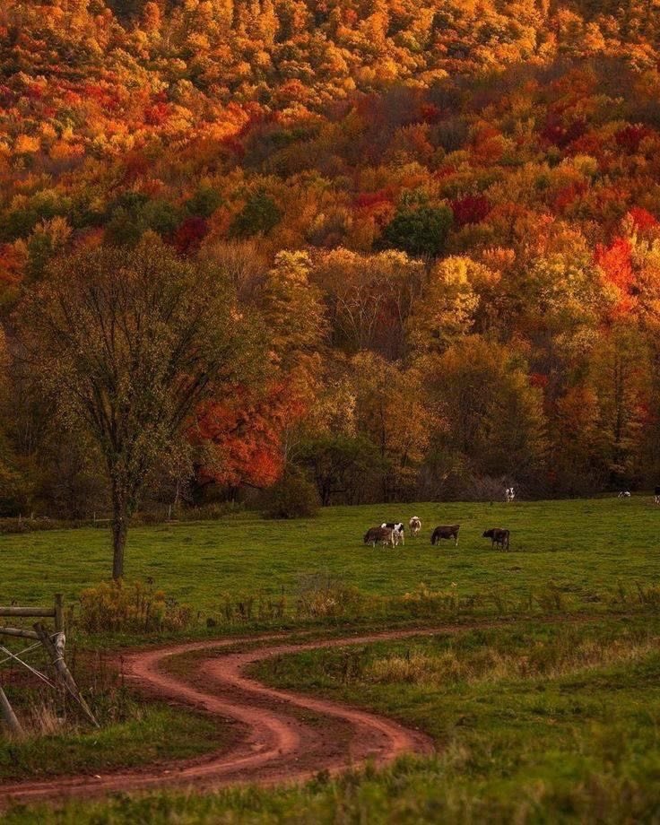 lassybees's tweet photo. the leafs changing colors https://t.co/Y4KmTUILIY