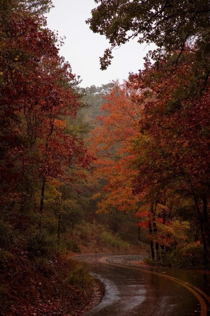lassybees's tweet photo. the leafs changing colors https://t.co/Y4KmTUILIY