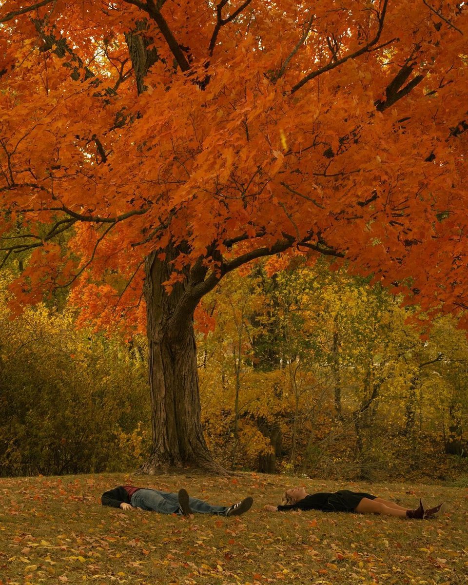lassybees's tweet photo. the leafs changing colors https://t.co/Y4KmTUILIY