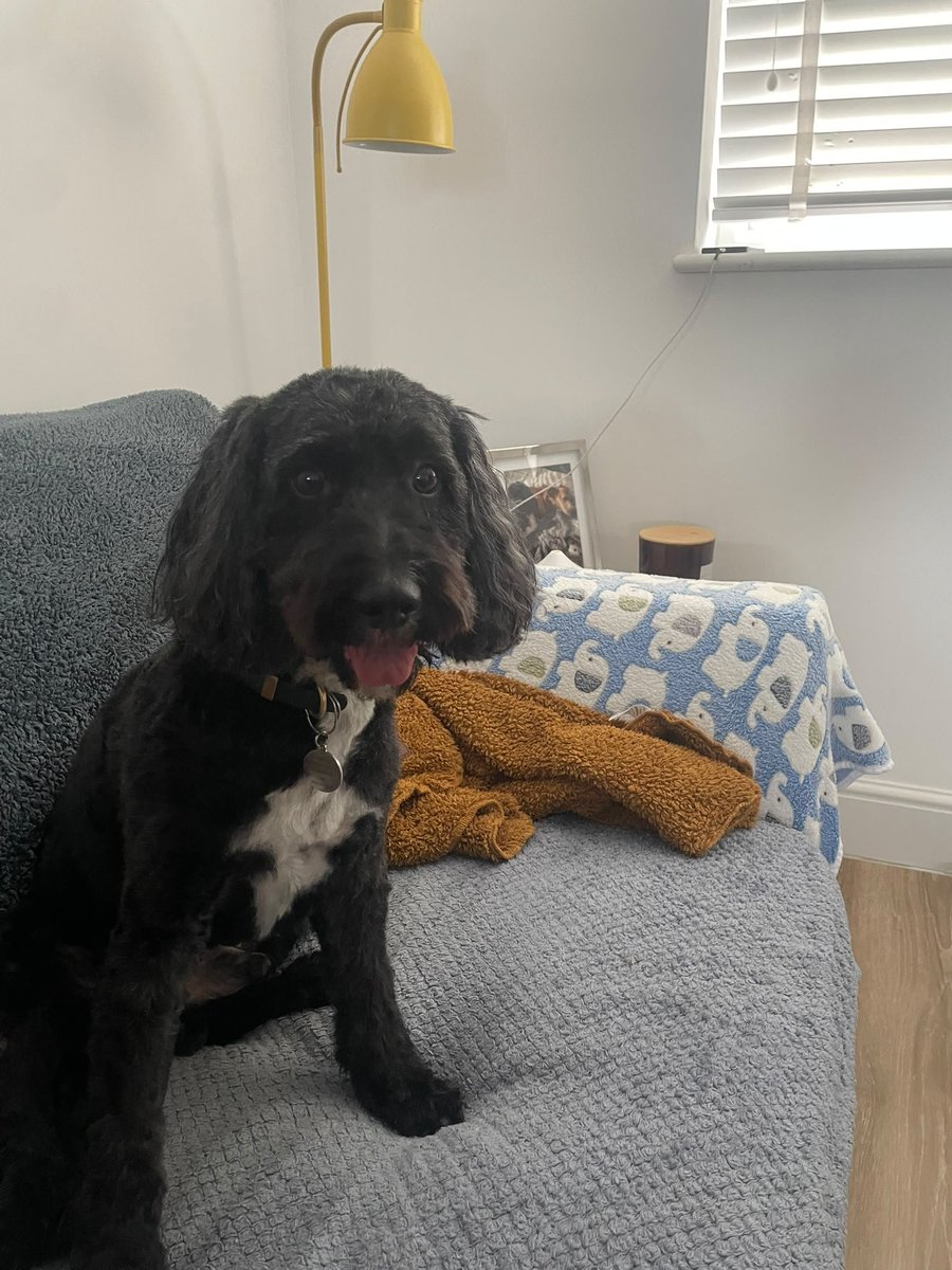 AkiSchilz's tweet photo. Ozzy is unwell again. I am at my wits' end. None of the symptoms make sense. He is insured but the excess is enough that I am running out of cash and no closer to understanding what's wrong. I can't take him in today so booked for tomorrow. Please keep him in your thoughts. https://t.co/4LV8E7Qzsf