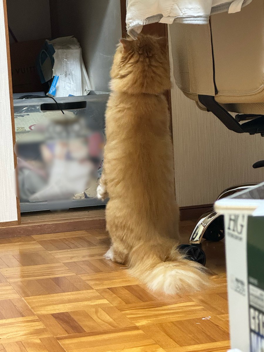 yukimuramoa's tweet photo. まるで棒のようだ https://t.co/24MXaFCp3D