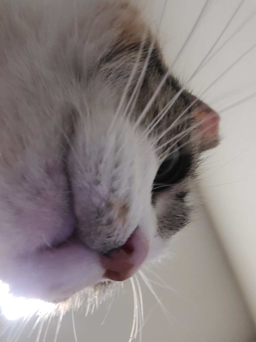 moosharna's tweet photo. Shes not even doing anything in particular its just like why the fuck does she look like that https://t.co/ob6ST9uUCX