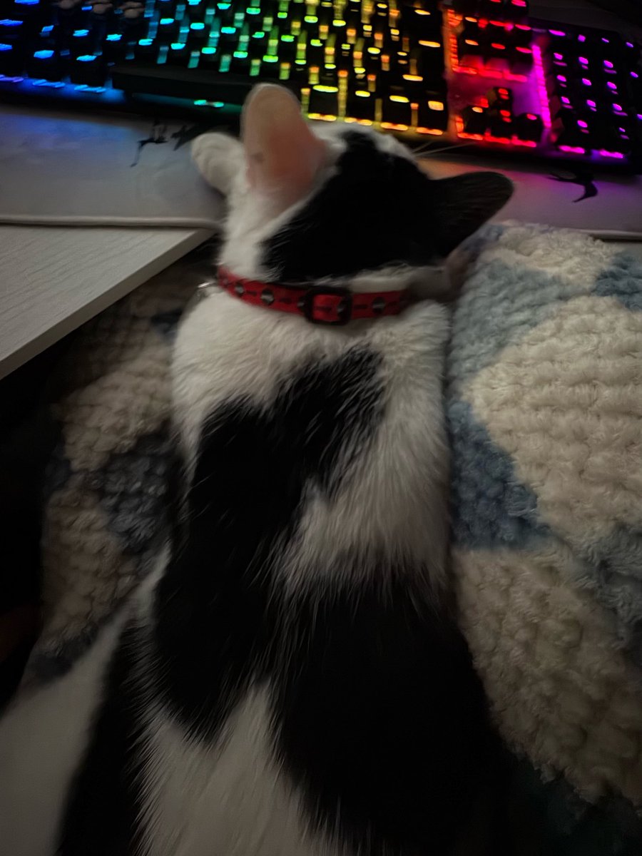 milanpostss's tweet photo. meow bear says hi https://t.co/mwck8NBFd9