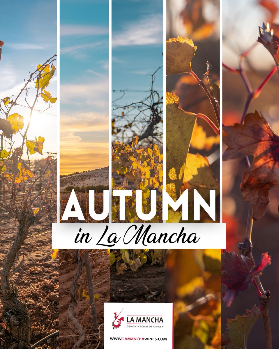 LaMancha_Wines's tweet photo. Autumn in La Mancha 🍂🍷🍁

#DOLaMancha #Wine #LaMancha #Wines #Spain #WinesFromSpain #Autumn

Drink responsibly. Alcohol abuse is dangerous to your health.
Content exclusively for people of legal age. Do not share with anyone under the legal age. https://t.co/ZSU0KF7D9q
