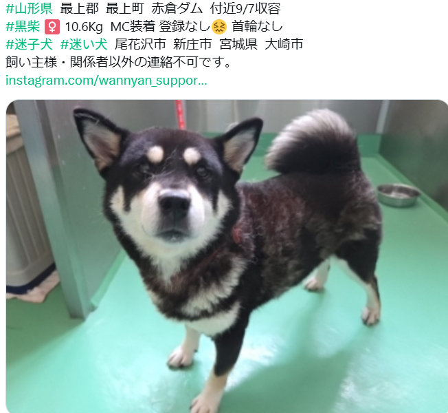 mama88872520's tweet photo. 残念ながら迎えなく #里親募集 になりました😔
https://t.co/RsmwwsFUPy
素敵なご縁💗祈ってます🙏  #山形県  里親募集中
最上町  #迷子犬  黒柴 ♀️ 推定6歳 https://t.co/TStFLY603R